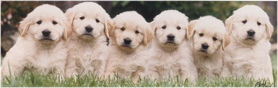 Karagold Golden Retrievers Florida